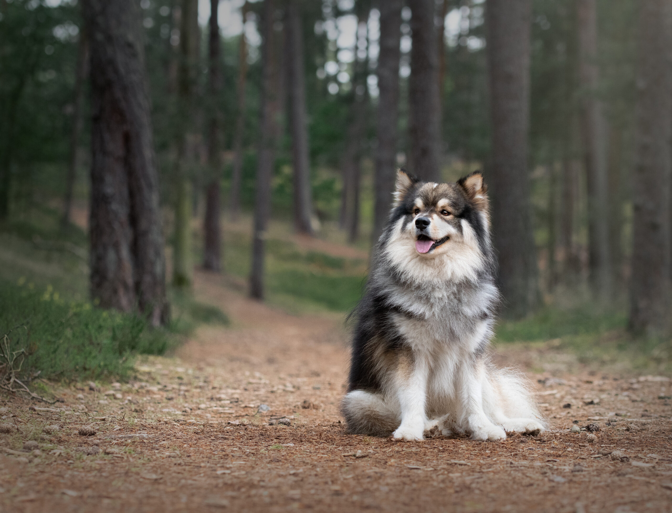 esemplare di cane Lapinkoira