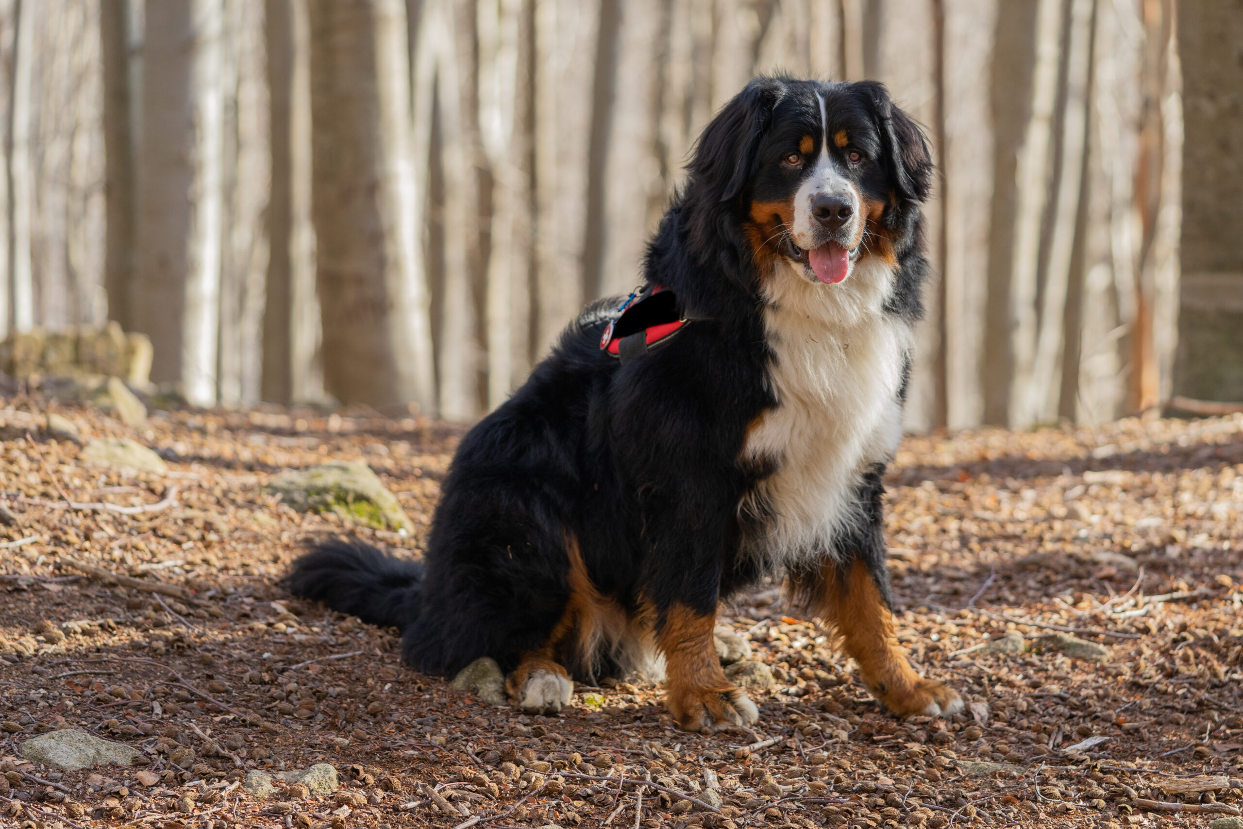 esemplare di Bovaro del Bernese