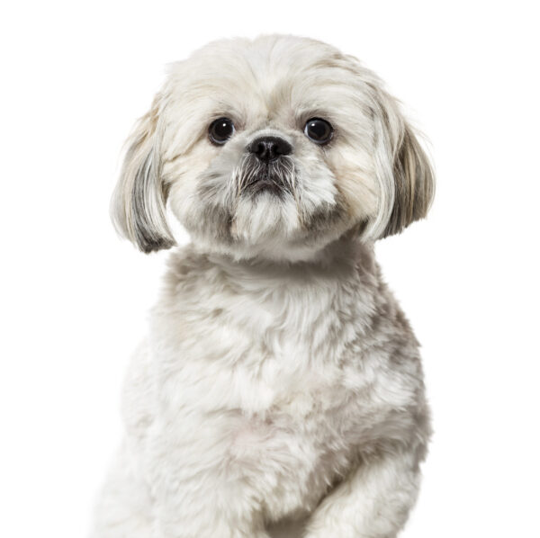 esemplare di cane Shih Tzu